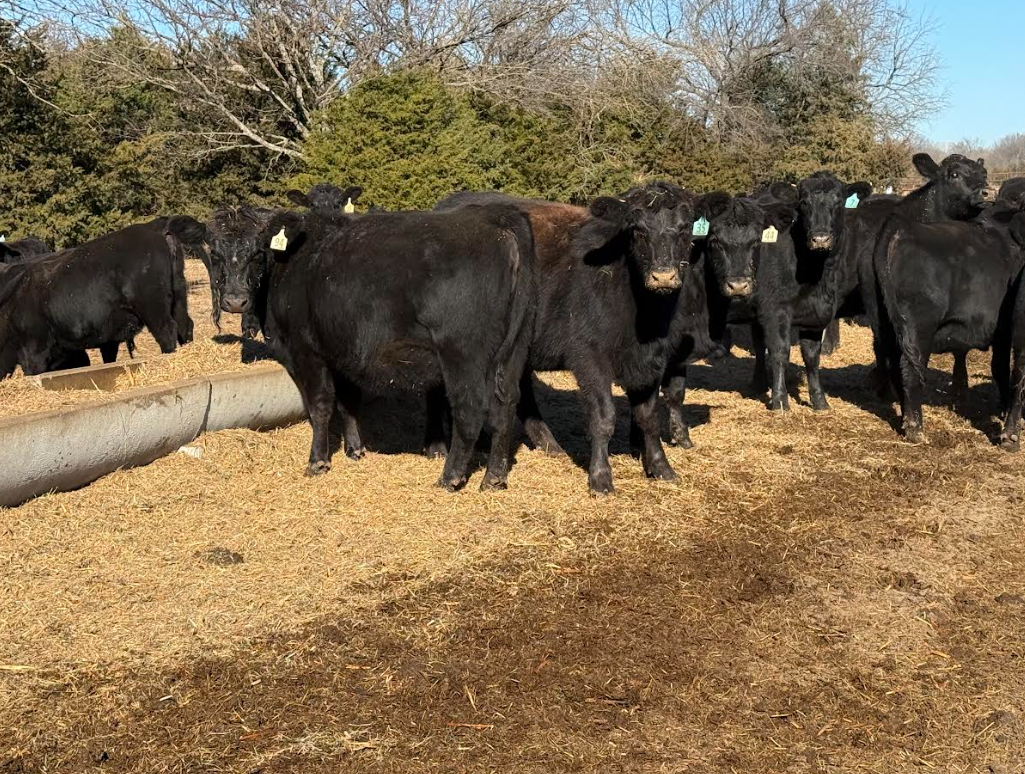 120 AI-bred heifers, Augusta KS!-BH106D6